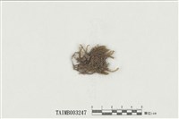 藏品(鳳尾苔屬)的圖片